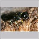 Crossocerus varus - Grabwespe 02 4-5mm.jpg